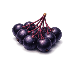 Holunderbeeren.png